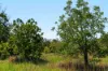 1190, Bungawalbin NSW 2469-Image