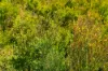 1190, Bungawalbin NSW 2469-Image