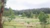 1196 Nullo Mountain Rd, Nullo Mountain, NSW 2849-Image