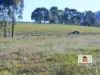 120 Grahamstown Road, Adelong, NSW 2729