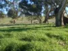 120 Grahamstown Road, Adelong, NSW 2729-Image