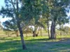 120 Grahamstown Road, Adelong, NSW 2729-Image