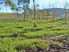 120 Grahamstown Road, Adelong, NSW 2729-Image