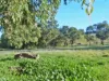 120 Grahamstown Road, Adelong, NSW 2729-Image