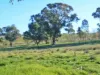 120 Grahamstown Road, Adelong, NSW 2729-Image