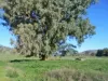 120 Grahamstown Road, Adelong, NSW 2729-Image