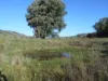 120 Grahamstown Road, Adelong, NSW 2729-Image