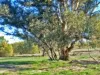 120 Grahamstown Road, Adelong, NSW 2729-Image