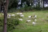 120 Tullouch Road, Broughton Vale NSW 2535-Image