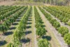 1207 Tanby Road, Tanby, Qld 4703-Image