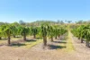 1207 Tanby Road, Tanby, Qld 4703-Image