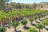 1207 Tanby Road, Tanby, Qld 4703-Image