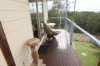1215 Rivertree Road, Liston, NSW 2372-Image