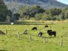 124 Burgmans Lane, Lansdowne, NSW 2430-Image