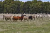 124 Marmo Lane, Marraweeney via, Strathbogie, Vic 3666-Image