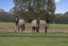 124 Marmo Lane, Marraweeney via, Strathbogie, Vic 3666-Image