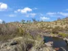1242 Bobeyan Road, Shannons Flat, NSW 2630-Image