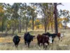 1253 Upper Ulam Road, Bajool QLD 4699-Image