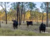 1253 Upper Ulam Road, Bajool QLD 4699-Image