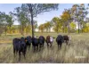 1253 Upper Ulam Road, Bajool QLD 4699-Image