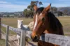 1271 Carlwood Road, O'Connell, NSW 2795-Image