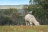 13 Bell Lane, Mummel NSW 2580-Image