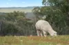 13 Bell Lane, Mummel NSW 2580-Image