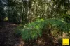 130 Wards Road, Dorrigo NSW 2453-Image