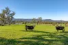 1301 Chichester Dam Road, Dungog, NSW 2420-Image