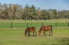 1301 Chichester Dam Road, Dungog, NSW 2420-Image