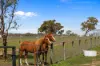 1305 Carlwood Road, O'Connell, NSW 2795-Image
