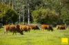131, Crawford River NSW 2423-Image