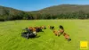 131, Crawford River NSW 2423-Image