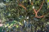 1322 Nukku Mt-Binga Road, Mount Binga, Qld 4314-Image