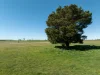 1334 Millthorpe Road, Millthorpe, NSW 2798-Image