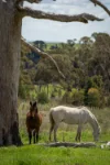 134 Lemmons Road Borenore via, Orange, NSW 2800-Image