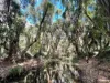 135, Innooroolbar Road, Boompa, Qld 4621-Image