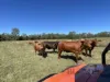 135, Innooroolbar Road, Boompa, Qld 4621-Image