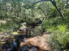 1350 Laceys Road, South Isis, Qld 4660-Image