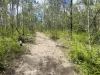 1350 Laceys Road, South Isis, Qld 4660-Image