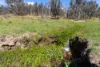 136 Lowther Siding Road, Lowther, NSW 2790-Image