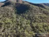 137 Lemontree Drive, Mutchilba, Qld 4872-Image