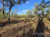137 Lemontree Drive, Mutchilba, Qld 4872-Image