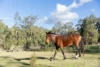 139 Lake Road, Elrington, NSW 2325-Image