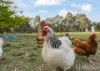 139 Rutters Ridge, Oberon, NSW 2787-Image