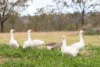 139 Valewood Road, Geham QLD 4352-Image