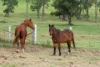 1395 Woodburn, Coraki NSW 2471-Image