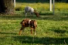 1395 Woodburn, Coraki NSW 2471-Image