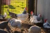 1395 Woodburn, Coraki NSW 2471-Image