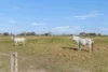 1399 Macleay Valley Way, Seven Oaks, NSW 2440-Image